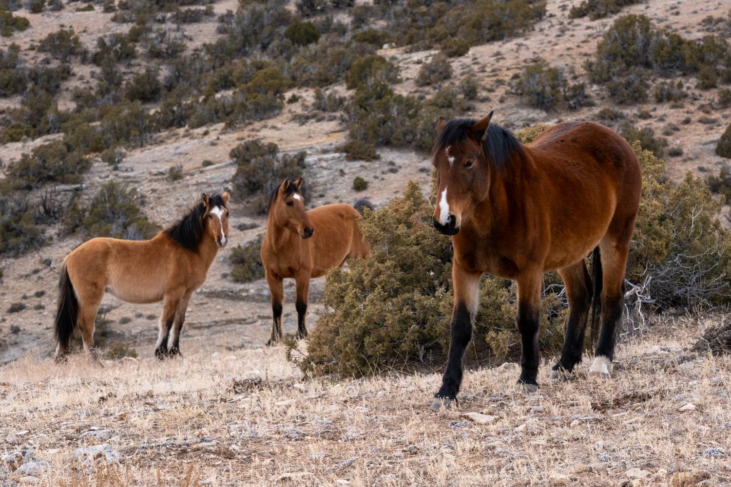 Three wild horses on the dry range at the foot of the Pryor Mountains.